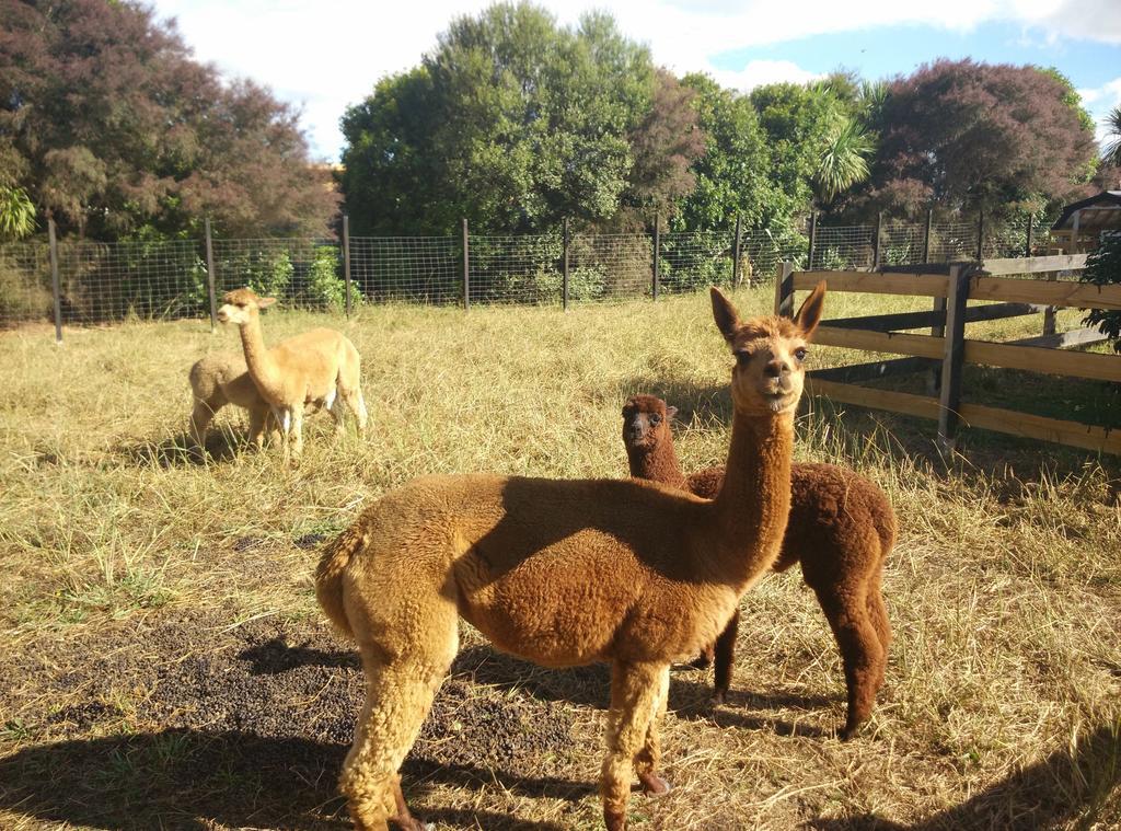 Auckland Karaka Country Retreat Hotel Bagian luar foto